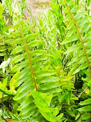 green leaves of a fern
