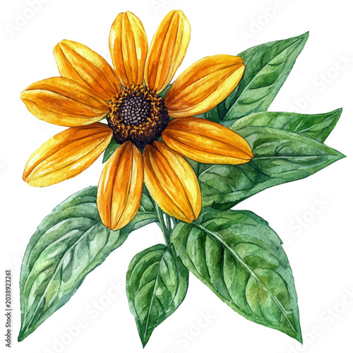Bild auf Leinwand Rudbeckia Flower, elegant watercolor vector illustration with flowing lines and gentle color transitions, isolated on a white background