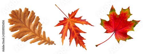 Three colorful autumn leaves — maple, oak and sweetgum isolated on white background