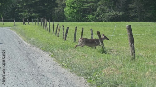 White-tailed Deer through the Fence