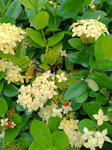 Yellow flower with green leaves in the garden