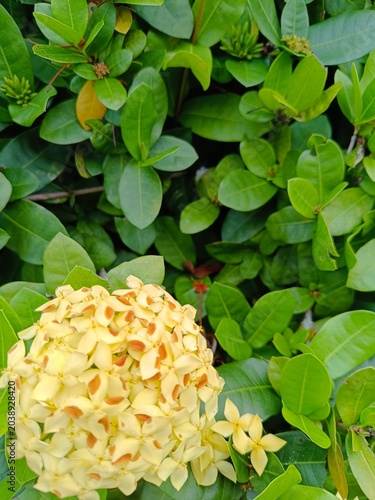Yellow flower with green leaves in the garden