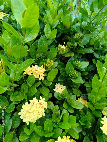 Garden yellow flowers with green leaves
