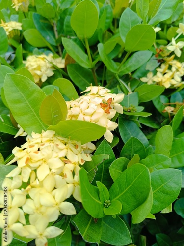 Garden yellow flowers with green leaves