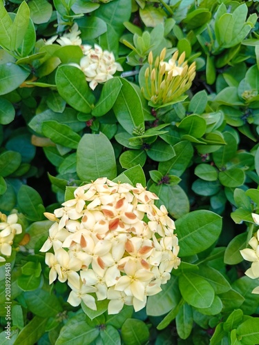 Garden yellow flowers with green leaves
