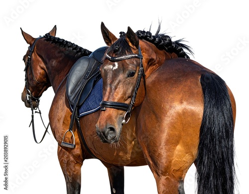 Brown horses isolated.