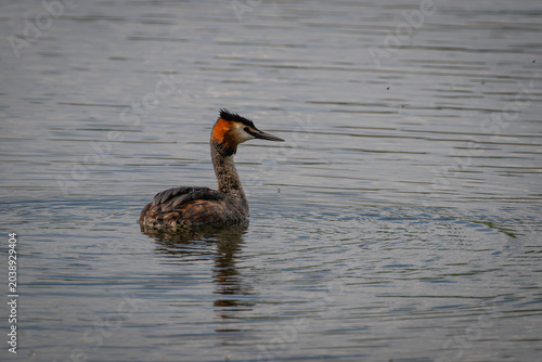 Fototapeta kuchenna Great Crested Grebe