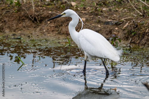 Little egret, Egretta garzetta
