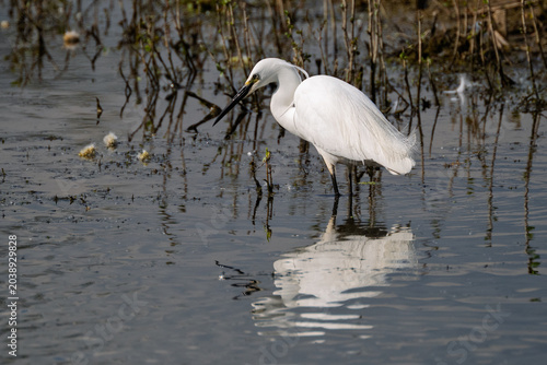 Little egret, Egretta garzetta