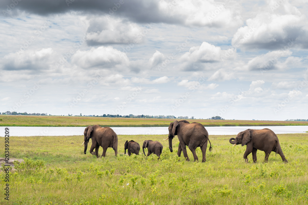 Obraz premium African elephants walking along the shore of the Chobe River.