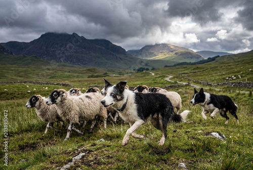 Two Border Collies herding sheep on green field mountains