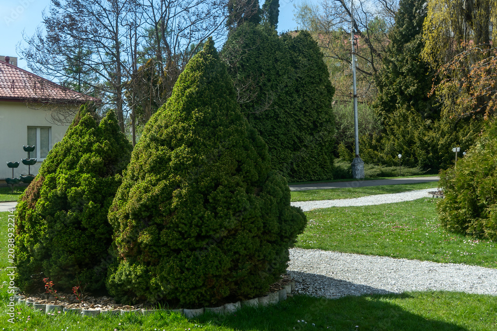 Obraz premium Lush green coniferous bushes shaped as cones in a clean well manicured backyard garden. Eco friendly landscaping design with thuja and spruce trees for eco resort decoration