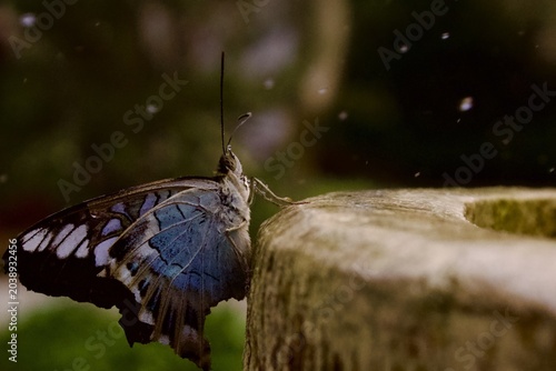 Bild auf Leinwand Beautiful Clipper butterfly resting on a stone edge with water droplets