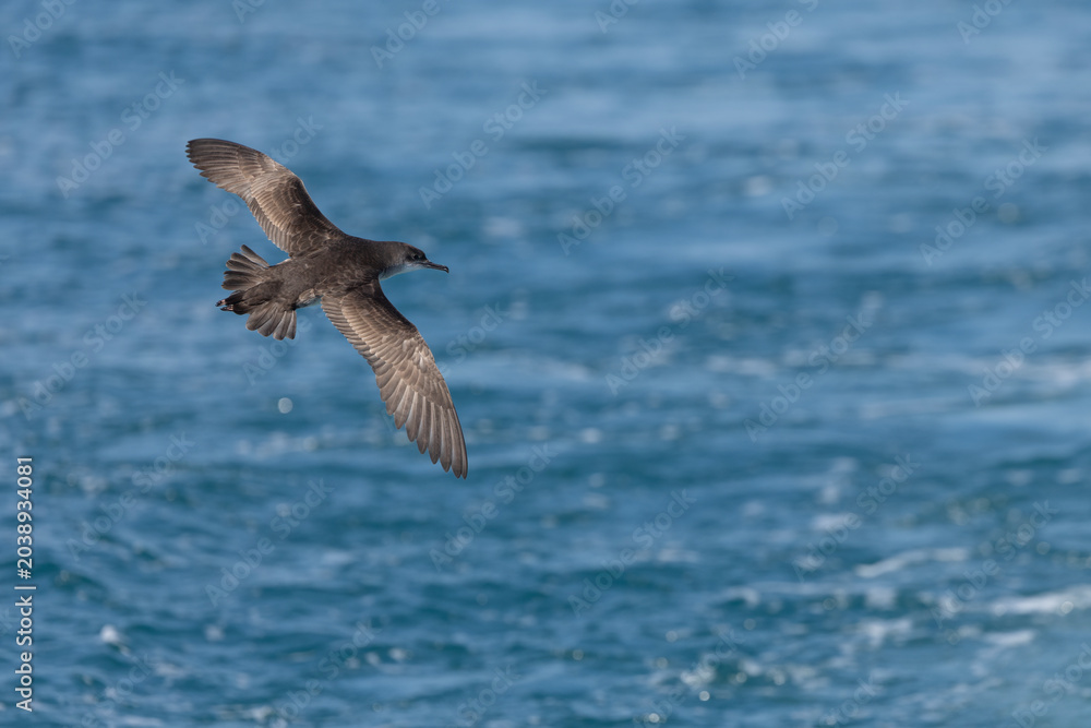 Naklejka premium Yelkouan Shearwater (Puffinus yelkouan) Flying Over Wavy Sea, Pelagic Birdwatching in Liguria