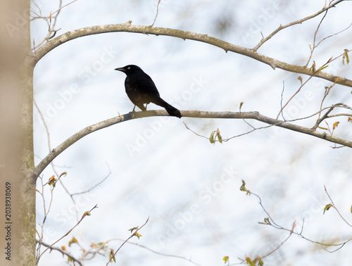 Schilderij op canvas Common Grackle on a bare branch silhouetted against a gray  sky on a cold spring