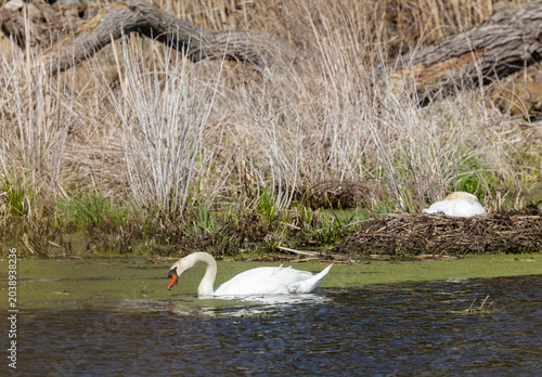 Photos Mute Swans mates with a female roosting on a nest in the male swimming nearby at