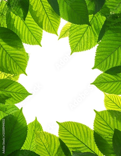 Illuminated green foliage
