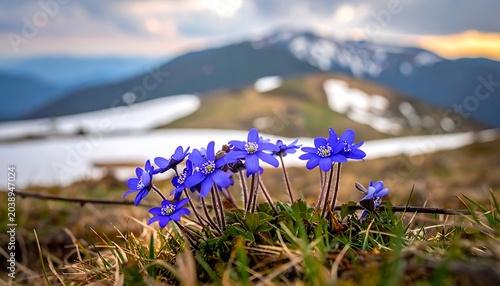 Mountain bloom closeup