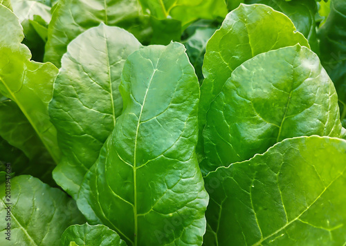Bilde på lerret Large, green, shiny, vertically standing beet leaves up close.