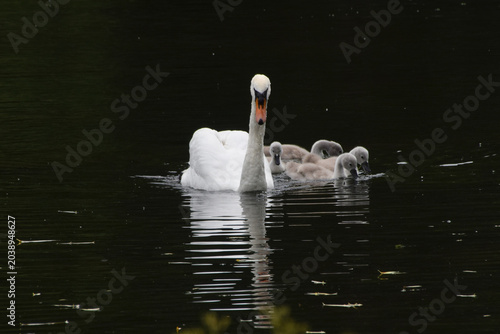 Fotografía A white mute swan and newborn cygnets swim in a lake