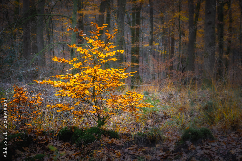 Fototapeta premium Vibrant Orange Tree in Autumn Forest Surrounded by Soft Bokeh and Warm Natural Light In Leuvenumse Bos, The Netherlands