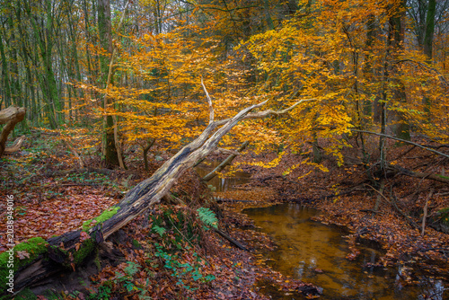 Fényképezés Vibrant Autumn Landscape with Golden Leaves Overhanging a Serene Stream in a For