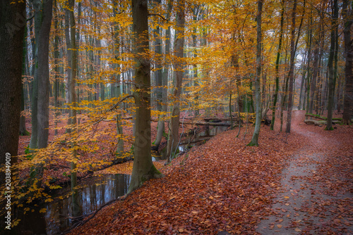 Autumn Forest Pathway Surrounded by Vibrant Orange and Yellow Leaves in Tranquil Woods of Leuvenumse Bos, The Netherlands
