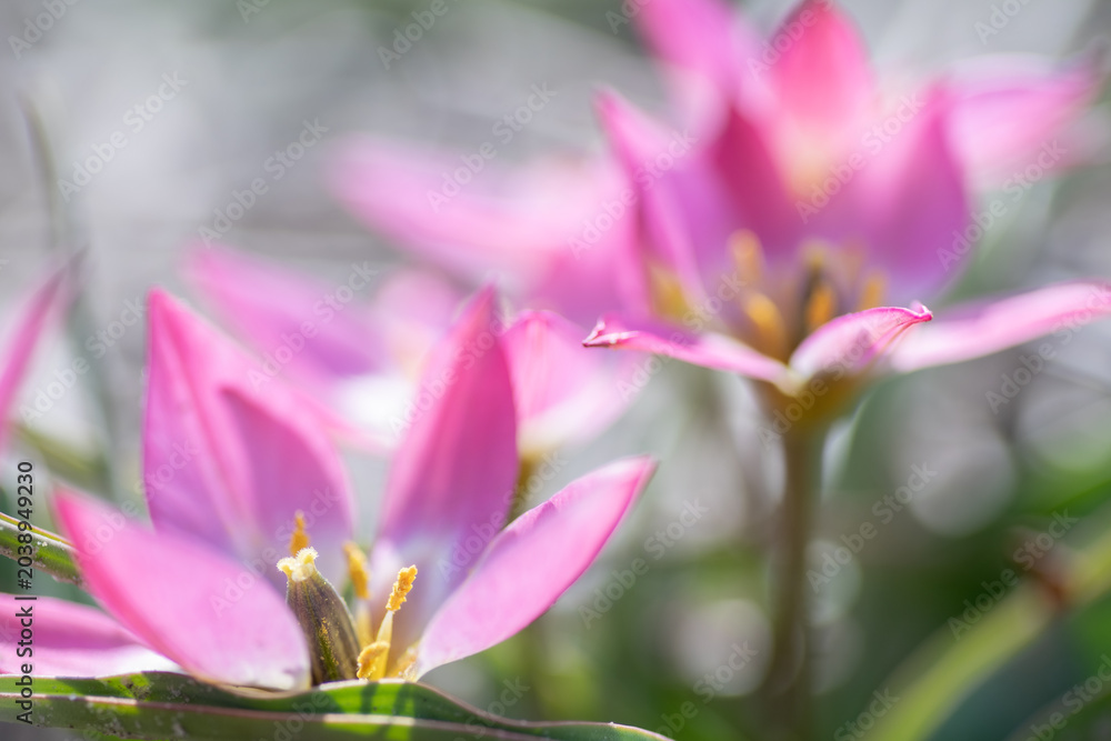 Obraz premium Close-Up of Vibrant Pink Tulip Flowers with Delicate Petals in Soft Natural Light