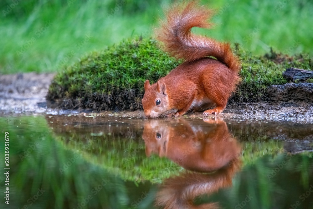 Fototapeta premium Red Squirrel Drinking Water at Forest Pond Surrounded by Green Moss and Foliage
