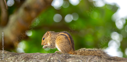 Photography Chipmunk against the backdrop of tropical nature