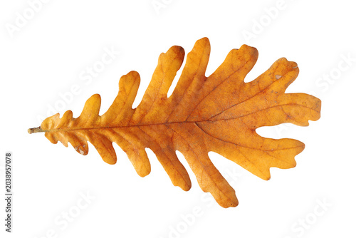 Yellow oak leaf on white background isolated, autumn foliage detail for seaso...
