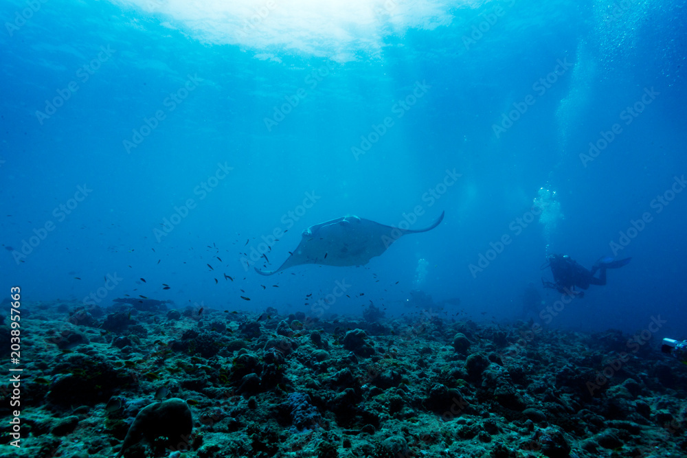Fototapeta premium Giant manta ray swims over coral reef as divers and photographer watch