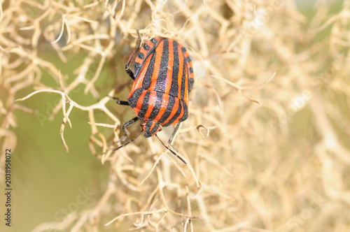 Tableau sur toile minstrel bug, graphosoma lineatum