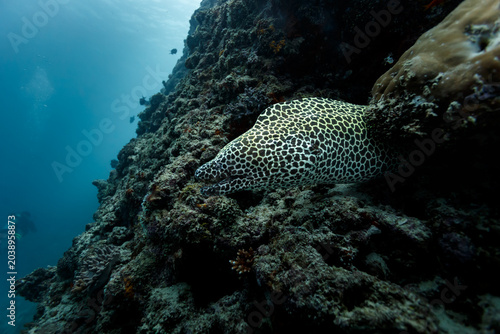 Giant laced moray eel, Gymnothorax favagineus, also known as the leopard moray, tessellate moray or honeycomb moray emerges from coral reef