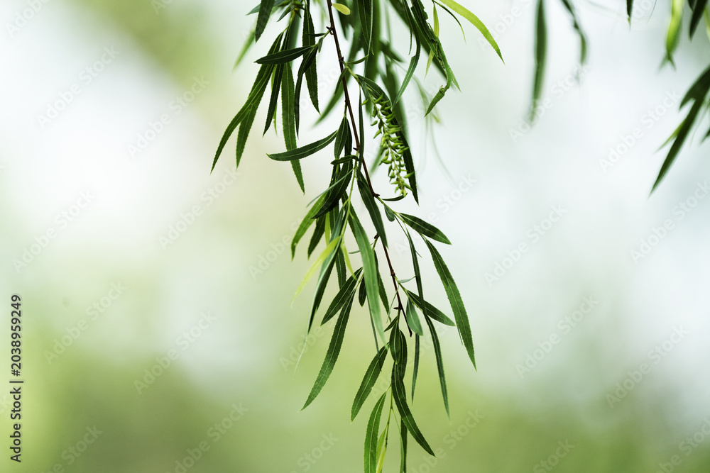 Fototapeta premium Black willow tree branch closeup with blurred background in Texas environment.