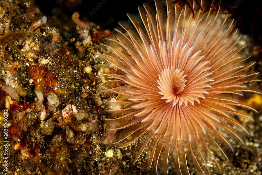Fototapeta premium Closeup of soft peach color sea feather worm with extended fan, polchaete sabellids,