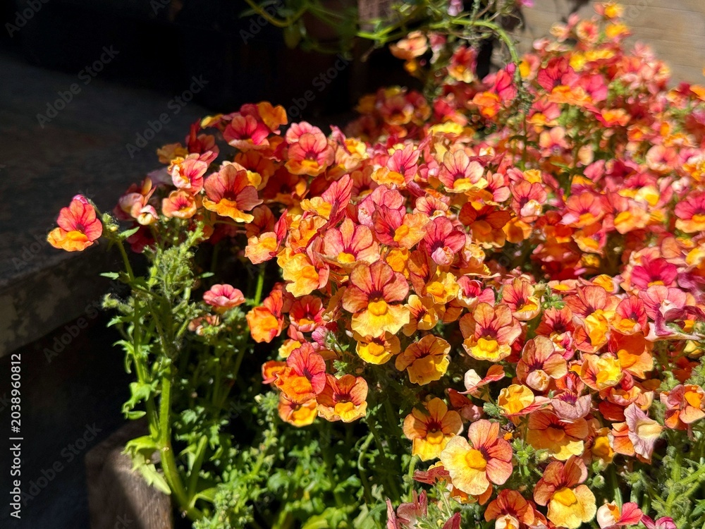 Naklejka premium Nemesia strumosa vibrant ruffled flowers in red-orange and yellow colors.