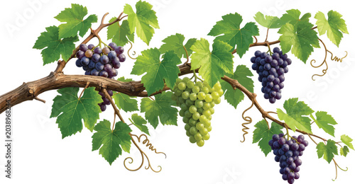 Fresh green and purple grapes hanging on vine branch in natural sunlight