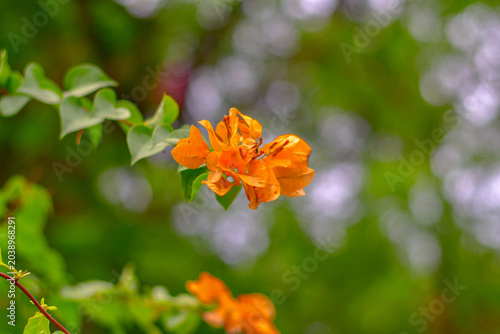 Photos Tropical orange bougainvillea vine (Bougainvillea glabra) displaying colorful fl