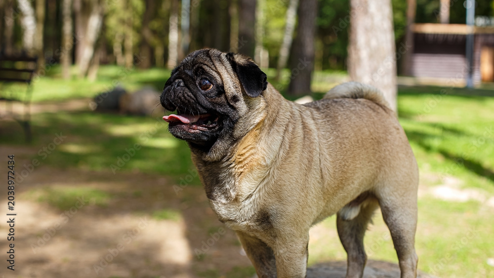 Obraz premium A cute pug is walking through a nature park.