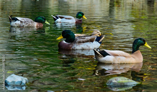 Tableau sur toile Mallard ducks Anas platyrhynchos rest, forage, and swim in a small river in the
