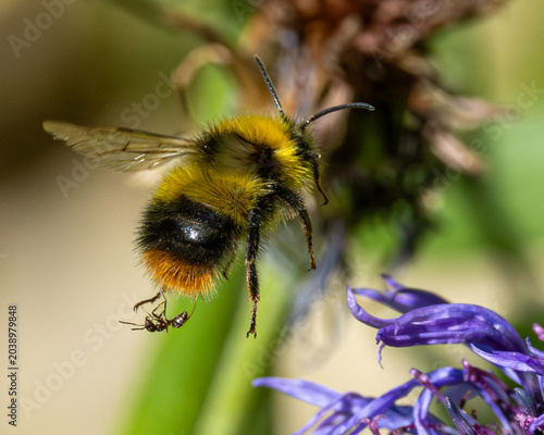 Early bumblebee with an ant riding on its keg. Macro image.