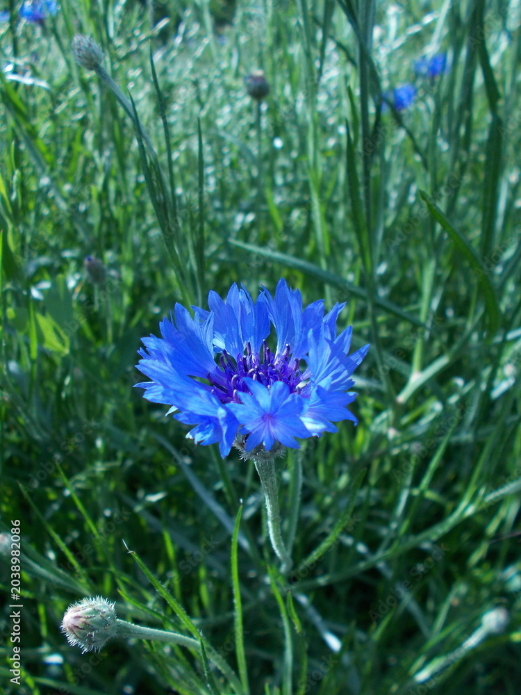 Φωτογραφία The flower of knapweed
