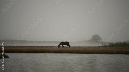 A wild horse grazes peacefully in the fog-covered wetlands of Assateague Island, Maryland, while birds fly nearby along the distant horizon, creating a tranquil and atmospheric coastal wildlife scene