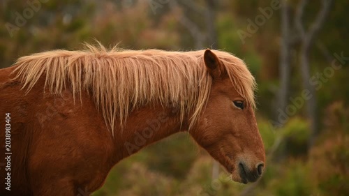A close-up of a brown wild horse at Assateague Island, Maryland, showing its front body as it stands quietly in a relaxed