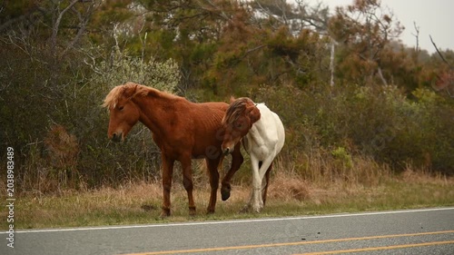 A brown wild horse and a brown-and-white wild horse interact and play together at Assateague Island, Maryland, capturing the natural behavior and social dynamics of the island’s iconic horses
