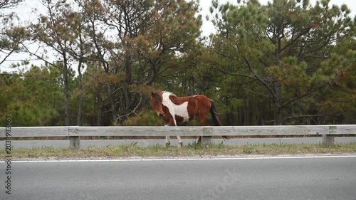 A brown and white wild horse grazing beside the road at Assateague Island, Maryland, showcasing the iconic free-roaming ponies in their natural coastal habitat.