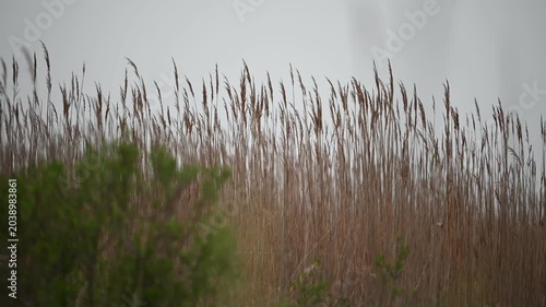 Tall reeds gently swaying in the wind amid dense fog at Assateague Island, Maryland, creating a peaceful and atmospheric wetland scene along the Atlantic coast.