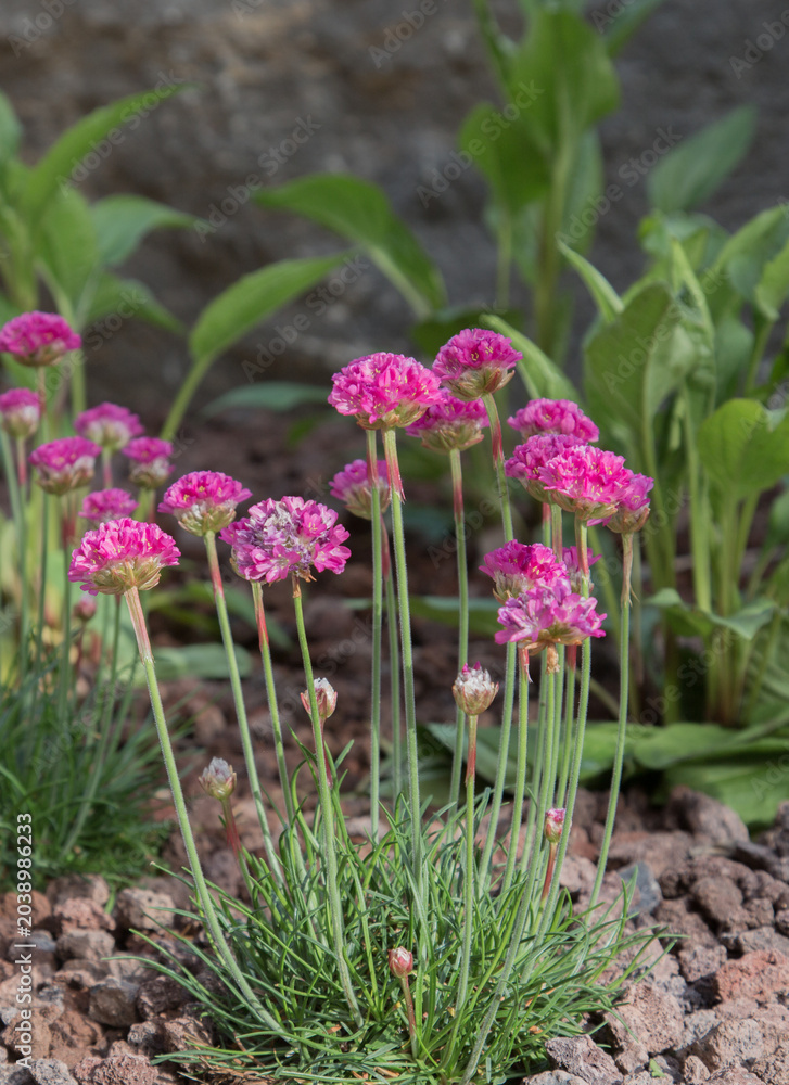 Fototapeta premium Armeria maritima 'Düsseldorfer Stolz', thrift, sea thrift or sea pink; tiny pink flowers recently planted along other plants in landscaped garden with cobblestone pavement (passe) and lava rock mulch
