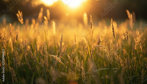 Golden Meadow Summer Background with Sunlit Grass at Sunrise
